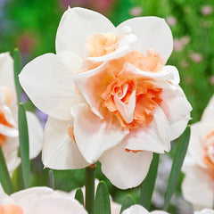 Narcissus Replete Daffodil Bulbs Blooms Species Growing Bonsai Roots Rhizomes Corms Tubers Potted Planting Reblooming Fragrant Garden Flower Seeds Plant
