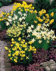 Mixed Botanical Dainty Patio Daffodil Narcissus Bulbs Blooms Species Growing Bonsai Roots Rhizomes Corms Tubers Potted Planting Reblooming Fragrant Garden Flower Seeds Plant