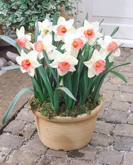Narcissus Salome  Daffodil Bulbs Blooms Species Growing Bonsai Roots Rhizomes Corms Tubers Potted Planting Reblooming Fragrant Garden Flower Seeds Plant - Seedsplant
