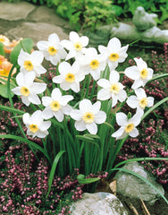 Narcissus Segovia Daffodil Bulbs Blooms Species Growing Bonsai Roots Rhizomes Corms Tubers Potted Planting Reblooming Fragrant Garden Flower Seeds Plant - Seedsplant