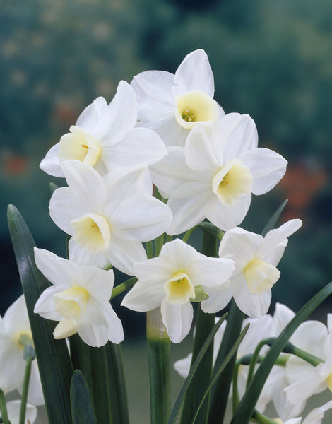Narcissus Silver Chimes Daffodil Bulbs Blooms Species Growing Bonsai Roots Rhizomes Corms Tubers Potted Planting Reblooming Fragrant Garden Flower Seeds Plant