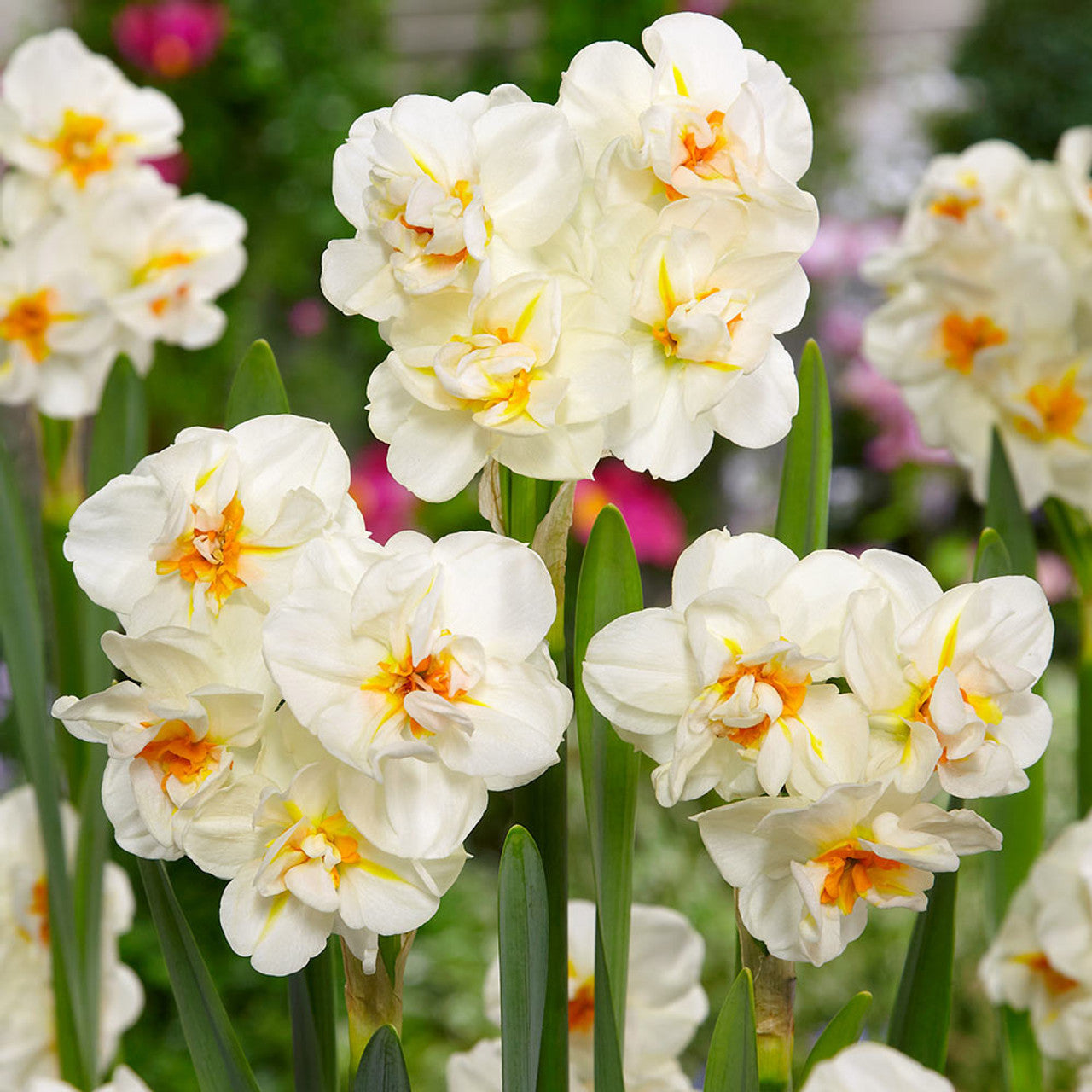 Narcissus Sir Winston Churchill Daffodil Bulbs Blooms Species Growing Bonsai Roots Rhizomes Corms Tubers Potted Planting Reblooming Fragrant Garden Flower Seeds Plant - Seedsplant