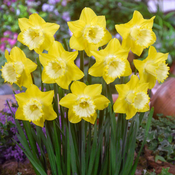 Narcissus Spellbinder Daffodil Bulbs Blooms Species Growing Bonsai Roots Rhizomes Corms Tubers Potted Planting Reblooming Fragrant Garden Flower Seeds Plant