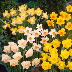 Narcissus Spellbinder Daffodil Bulbs Blooms Species Growing Bonsai Roots Rhizomes Corms Tubers Potted Planting Reblooming Fragrant Garden Flower Seeds Plant