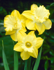 Narcissus Spellbinder Daffodil Bulbs Blooms Species Growing Bonsai Roots Rhizomes Corms Tubers Potted Planting Reblooming Fragrant Garden Flower Seeds Plant