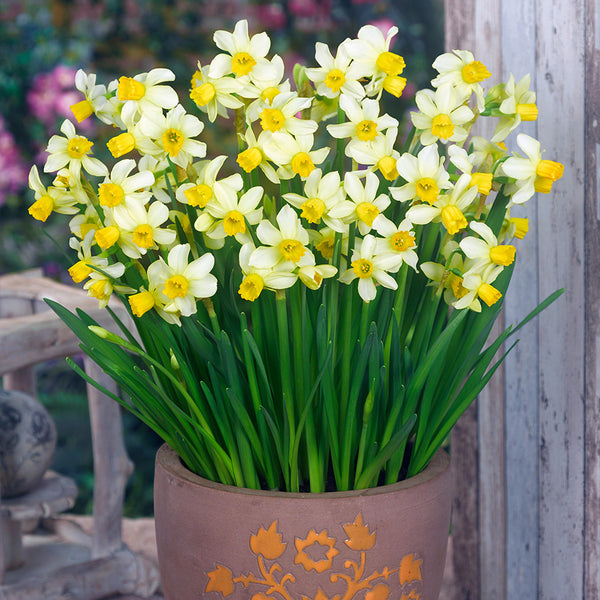 Narcissus Spring Sunshine Daffodil Bulbs Blooms Species Growing Bonsai Roots Rhizomes Corms Tubers Potted Planting Reblooming Fragrant Garden Flower Seeds Plant