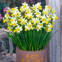 Narcissus Spring Sunshine Daffodil Bulbs Blooms Species Growing Bonsai Roots Rhizomes Corms Tubers Potted Planting Reblooming Fragrant Garden Flower Seeds Plant