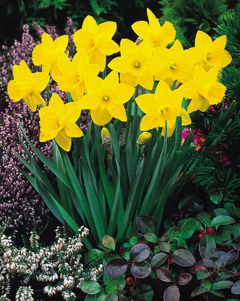 Narcissi St Keverne Daffodil Bulbs Blooms Species Growing Bonsai Roots Rhizomes Corms Tubers Potted Planting Reblooming Fragrant Garden Flower Seeds Plant