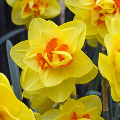 Narcissus Tahiti  Daffodil Bulbs Blooms Species Growing Bonsai Roots Rhizomes Corms Tubers Potted Planting Reblooming Fragrant Garden Flower Seeds Plant