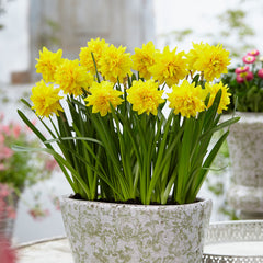 Narcissus Tete Deluxe 10/12cm Daffodil Narcissus Bulbs Blooms Species Growing Bonsai Roots Rhizomes Corms Tubers Potted Planting Reblooming Fragrant Garden Flower Seeds Plant