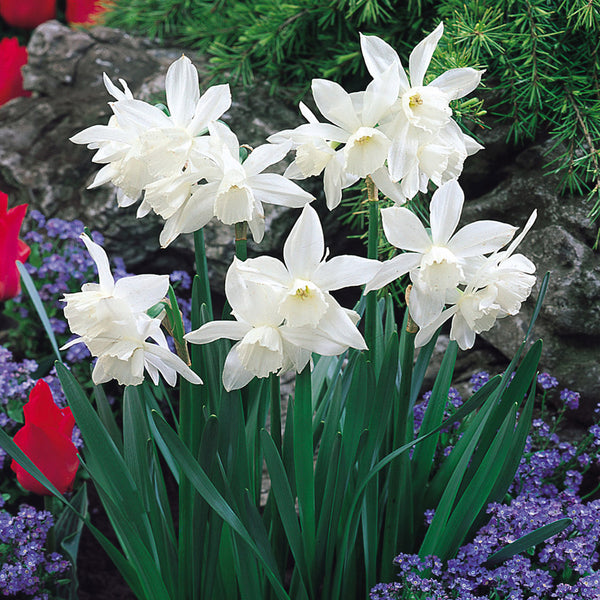 Narcissus Thalia Daffodil Bulbs Blooms Species Growing Bonsai Roots Rhizomes Corms Tubers Potted Planting Reblooming Fragrant Garden Flower Seeds Plant