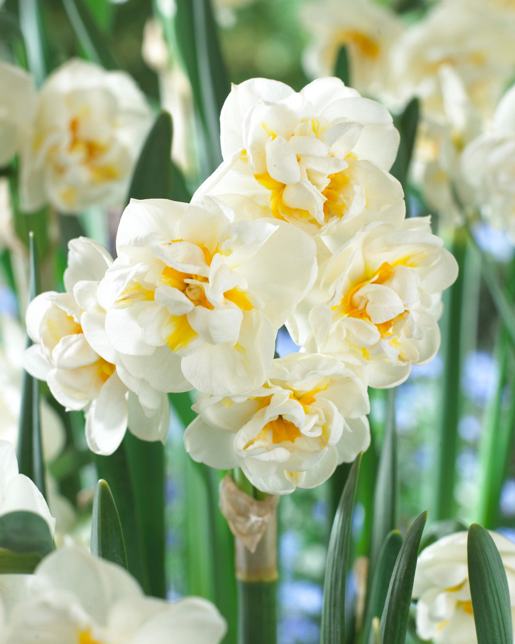 The Bride Daffodil Narcissus Bulbs Blooms Species Growing Bonsai Roots ...
