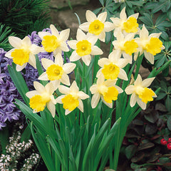 Narcissus Topolino Daffodil Bulbs Blooms Species Growing Bonsai Roots Rhizomes Corms Tubers Potted Planting Reblooming Fragrant Garden Flower Seeds Plant