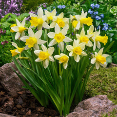 Narcissus Topolino Daffodil Bulbs Blooms Species Growing Bonsai Roots Rhizomes Corms Tubers Potted Planting Reblooming Fragrant Garden Flower Seeds Plant