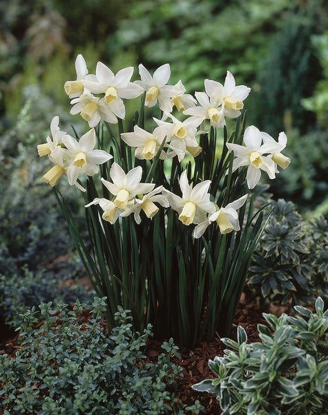 Narcissus Toto 10/12cm Daffodil Cyclamineus Daffodil Narcissus Bulbs Blooms Species Growing Bonsai Roots Rhizomes Corms Tubers Potted Planting Reblooming Fragrant Garden Flower Seeds Plant