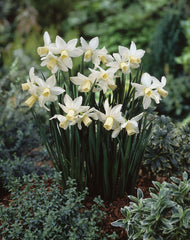 Narcissus Toto 10/12cm Daffodil Cyclamineus Daffodil Narcissus Bulbs Blooms Species Growing Bonsai Roots Rhizomes Corms Tubers Potted Planting Reblooming Fragrant Garden Flower Seeds Plant