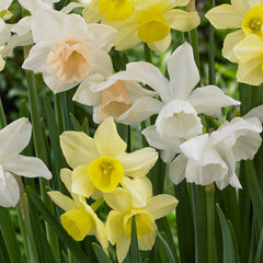 Triandrus Narcissi Mixed Daffodil Bulbs Blooms Species Growing Bonsai Roots Rhizomes Corms Tubers Potted Planting Reblooming Fragrant Garden Flower Seeds Plant