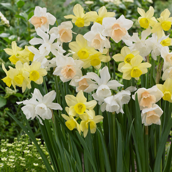 Triandrus Narcissi Mixed Daffodil Bulbs Blooms Species Growing Bonsai Roots Rhizomes Corms Tubers Potted Planting Reblooming Fragrant Garden Flower Seeds Plant