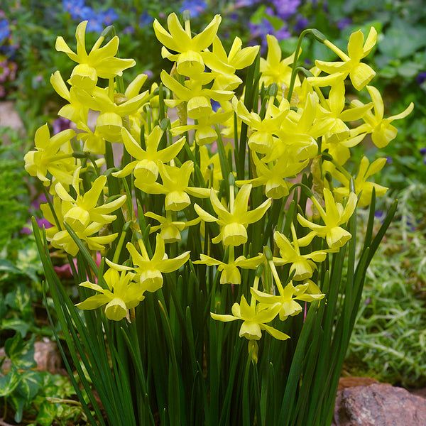 Narcissus Hawera Daffodil Bulbs Blooms Species Growing Bonsai Roots Rhizomes Corms Tubers Potted Planting Reblooming Fragrant Garden Flower Seeds Plant