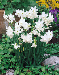 Narcissi Triandus Petrel Daffodil Bulbs Blooms Species Growing Bonsai Roots Rhizomes Corms Tubers Potted Planting Reblooming Fragrant Garden Flower Seeds Plant