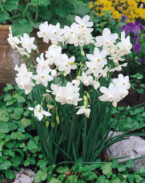 Narcissi Triandus Petrel Daffodil  Bulbs Blooms Species Growing Bonsai Roots Rhizomes Corms Tubers Potted Planting Reblooming Fragrant Garden Flower Seeds Plant
