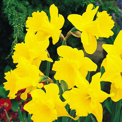Narcissus Unsurpassable Daffodil Bulbs Blooms Species Growing Bonsai Roots Rhizomes Corms Tubers Potted Planting Reblooming Fragrant Garden Flower Seeds Plant