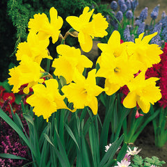 Narcissus Unsurpassable Daffodil Bulbs Blooms Species Growing Bonsai Roots Rhizomes Corms Tubers Potted Planting Reblooming Fragrant Garden Flower Seeds Plant