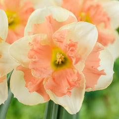 Narcissus Vanilla Peach Daffodil Bulbs Blooms Species Growing Bonsai Roots Rhizomes Corms Tubers Potted Planting Reblooming Fragrant Garden Flower Seeds Plant