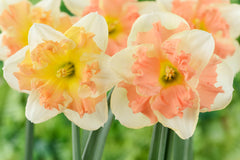 Narcissus Vanilla Peach Daffodil Bulbs Blooms Species Growing Bonsai Roots Rhizomes Corms Tubers Potted Planting Reblooming Fragrant Garden Flower Seeds Plant