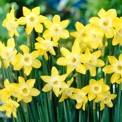 Narcissi Verdin Daffodil  Bulbs Blooms Species Growing Bonsai Roots Rhizomes Corms Tubers Potted Planting Reblooming Fragrant Garden Flower Seeds Plant - Seedsplant