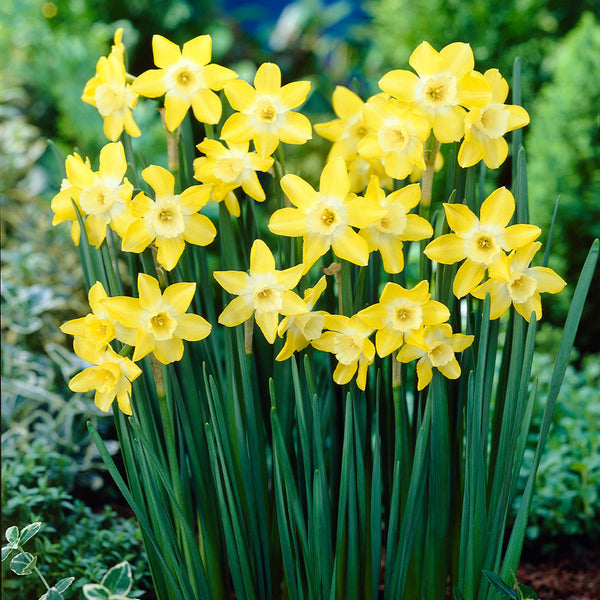 Narcissi Verdin Daffodil  Bulbs Blooms Species Growing Bonsai Roots Rhizomes Corms Tubers Potted Planting Reblooming Fragrant Garden Flower Seeds Plant