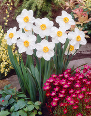 Narcissi Verger Daffodil Bulbs Blooms Species Growing Bonsai Roots Rhizomes Corms Tubers Potted Planting Reblooming Fragrant Garden Flower Seeds Plant