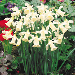Narcissi  Milner Daffodil Bulbs Blooms Species Growing Bonsai Roots Rhizomes Corms Tubers Potted Planting Reblooming Fragrant Garden Flower Seeds Plant