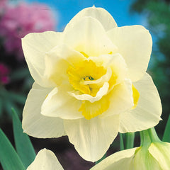 Narcissus White Lion Daffodil Bulbs Blooms Species Growing Bonsai Roots Rhizomes Corms Tubers Potted Planting Reblooming Fragrant Garden Flower Seeds Plant