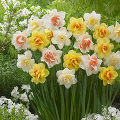 Narcissus White Lion Daffodil Bulbs Blooms Species Growing Bonsai Roots Rhizomes Corms Tubers Potted Planting Reblooming Fragrant Garden Flower Seeds Plant
