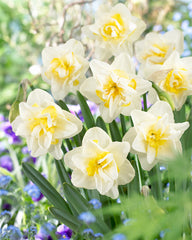 Narcissus White Lion Daffodil Bulbs Blooms Species Growing Bonsai Roots Rhizomes Corms Tubers Potted Planting Reblooming Fragrant Garden Flower Seeds Plant