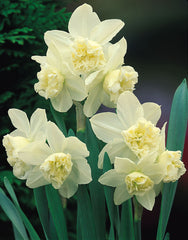 Narcissus White Marvel  Daffodil Bulbs Blooms Species Growing Bonsai Roots Rhizomes Corms Tubers Potted Planting Reblooming Fragrant Garden Flower Seeds Plant