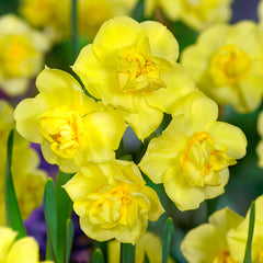 Narcissus Yellow Cheerfulness Daffodil Bulbs Blooms Species Growing Bonsai Roots Rhizomes Corms Tubers Potted Planting Reblooming Fragrant Garden Flower Seeds Plant