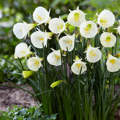 Narcissus Bulbocodium White Petticoat  Daffodil Bulbs Blooms Species Growing Bonsai Roots Rhizomes Corms Tubers Potted Planting Reblooming Fragrant Garden Flower Seeds Plant