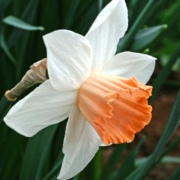 Narcissus Accent Daffodil Bulbs Blooms Species Growing Bonsai Roots Rhizomes Corms Tubers Potted Planting Reblooming Fragrant Garden Flower Seeds Plant