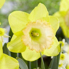 Narcissus Alexis Beauty  Daffodil Bulbs Blooms Species Growing Bonsai Roots Rhizomes Corms Tubers Potted Planting Reblooming Fragrant Garden Flower Seeds Plant - Seedsplant