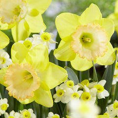 Narcissus Alexis Beauty  Daffodil Bulbs Blooms Species Growing Bonsai Roots Rhizomes Corms Tubers Potted Planting Reblooming Fragrant Garden Flower Seeds Plant - Seedsplant