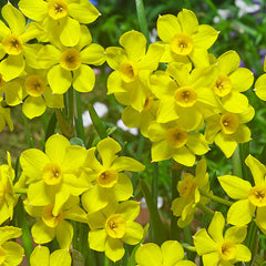 Narcissus Baby Boomer Daffodil Bulbs Blooms Species Growing Bonsai Roots Rhizomes Corms Tubers Potted Planting Reblooming Fragrant Garden Flower Seeds Plant