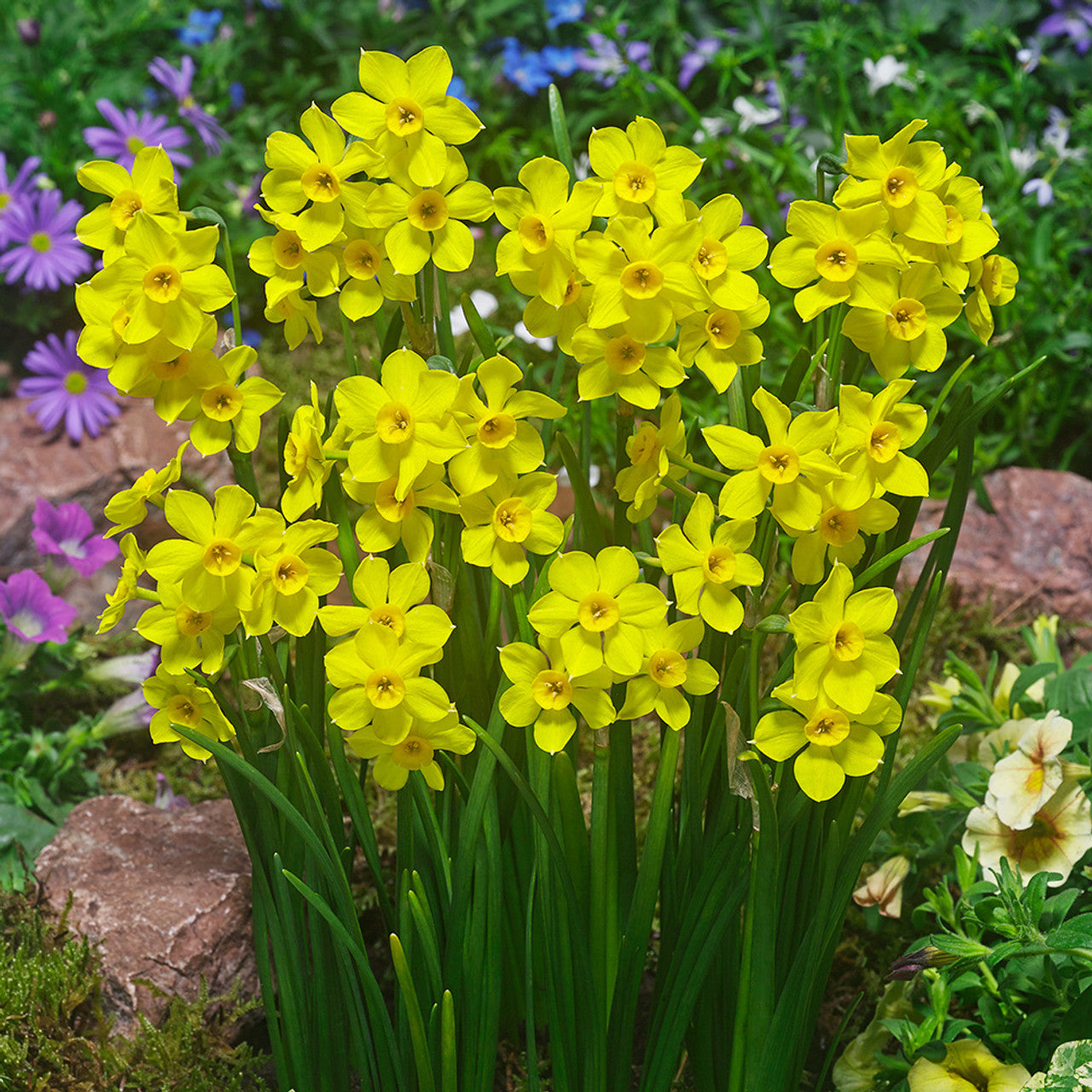 Narcissus Baby Boomer Daffodil Bulbs Blooms Species Growing Bonsai Roots Rhizomes Corms Tubers Potted Planting Reblooming Fragrant Garden Flower Seeds Plant