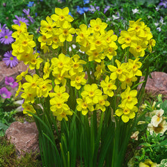 Narcissus Baby Boomer Daffodil Bulbs Blooms Species Growing Bonsai Roots Rhizomes Corms Tubers Potted Planting Reblooming Fragrant Garden Flower Seeds Plant