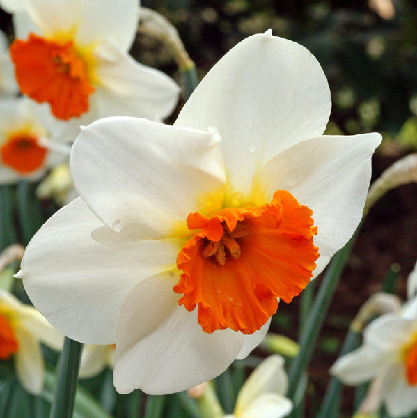 Narcissus Barrett Browning Daffodil Bulbs Blooms Species Growing Bonsai Roots Rhizomes Corms Tubers Potted Planting Reblooming Fragrant Garden Flower Seeds Plant