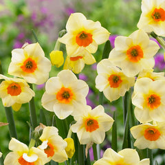 Narcissus Beautiful Eyes Daffodil Bulbs Blooms Species Growing Bonsai Roots Rhizomes Corms Tubers Potted Planting Reblooming Fragrant Garden Flower Seeds Plant