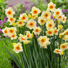 Narcissus Beautiful Eyes Daffodil Bulbs Blooms Species Growing Bonsai Roots Rhizomes Corms Tubers Potted Planting Reblooming Fragrant Garden Flower Seeds Plant