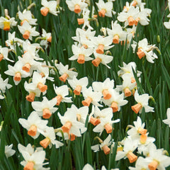 Narcissus Bell Song Daffodil Bulbs Blooms Species Growing Bonsai Roots Rhizomes Corms Tubers Potted Planting Reblooming Fragrant Garden Flower Seeds Plant - Seedsplant