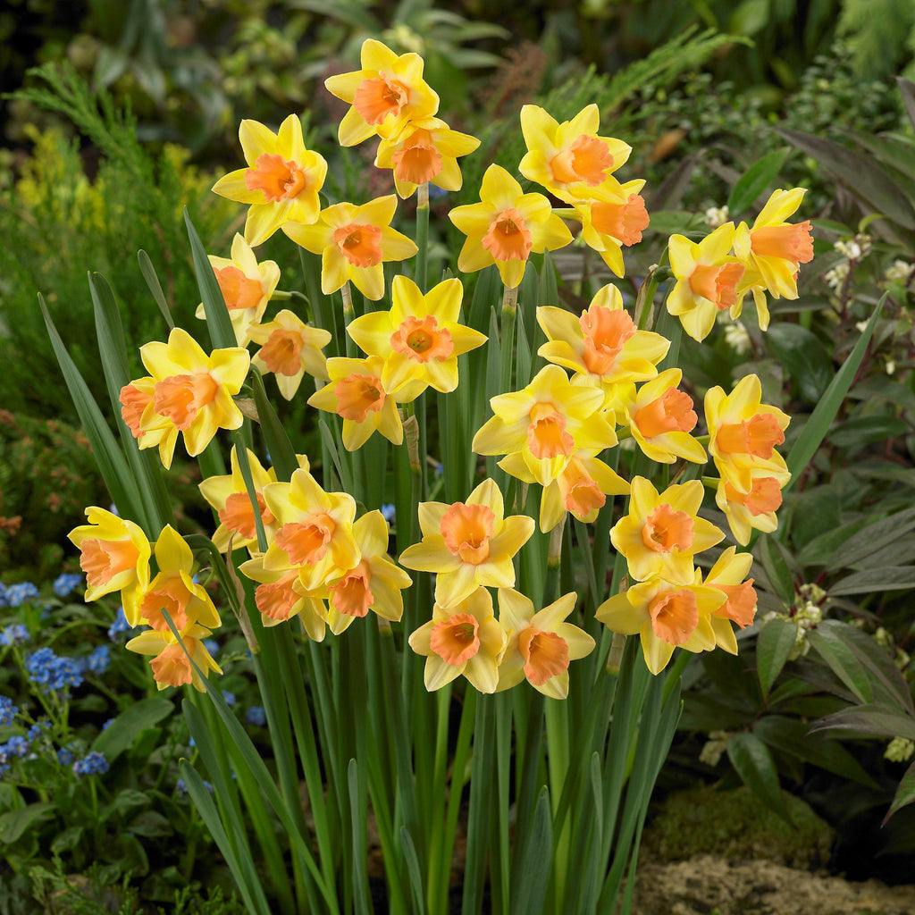 Blushing Lady Daffodil Narcissus Bulbs Blooms Species Growing Bonsai Roots Rhizomes Corms Tubers Potted Planting Reblooming Fragrant Garden Flower Seeds Plant - Seedsplant